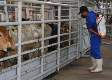 México y EU acuerdan plan binacional contra el gusano barrenador; se prevé la reanudación de exportaciones