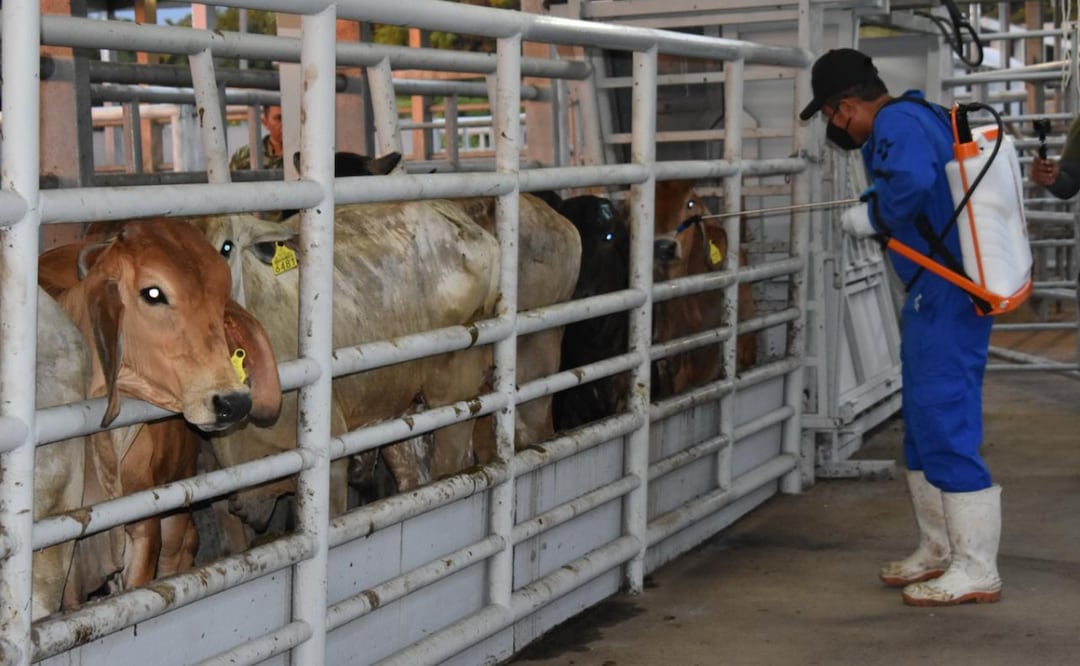 México y EU acuerdan plan binacional contra el gusano barrenador; se prevé la reanudación de exportaciones (14/08/2025). Foto: Especial