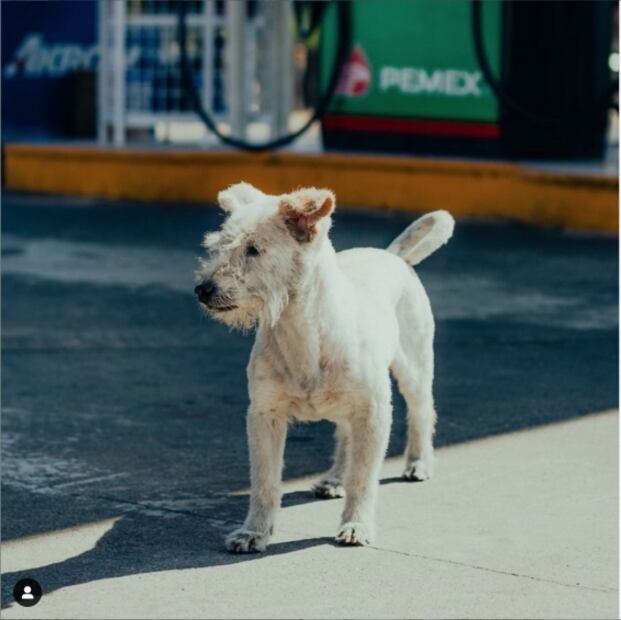 Conoce a Gasolín, el famoso perrito que trabaja en una gasolinera
