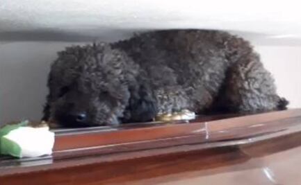 ¿Amor eterno? "Benito", el perro que aún visita a su dueña fallecida hace 4 años en Argentina