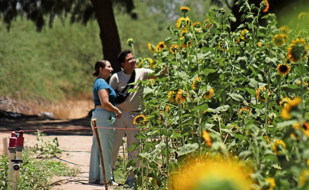 El girasol no está peleado con el desierto y se puede sembrar a finales de
febrero y hasta fines de agosto. Foto: Francisco Rodríguez