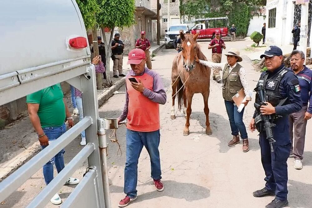 Autoridades del gobierno de Chimalhuacán rescataron dos caballos de tiro que utilizaban en el basurero clandestino. Foto: Especial