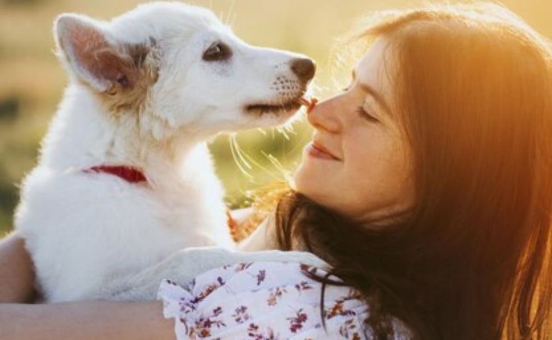 Los perros pueden contagiar enfermedades. Fuente: Freepik.