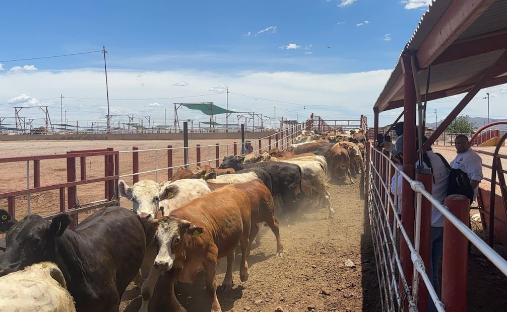 Aunque el 6 de febrero de 2025 Sonora logró exportar las primeras 400 cabezas de ganado tras las restricciones, la reapertura fue intermitente. | Foto: Especial.