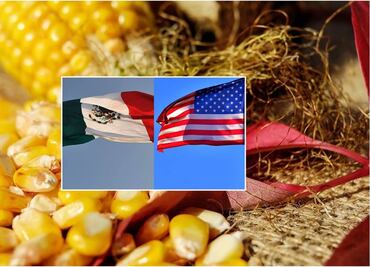 Maíz transgénico: Posiciones entre México y EU están alejadas, dicen expertos