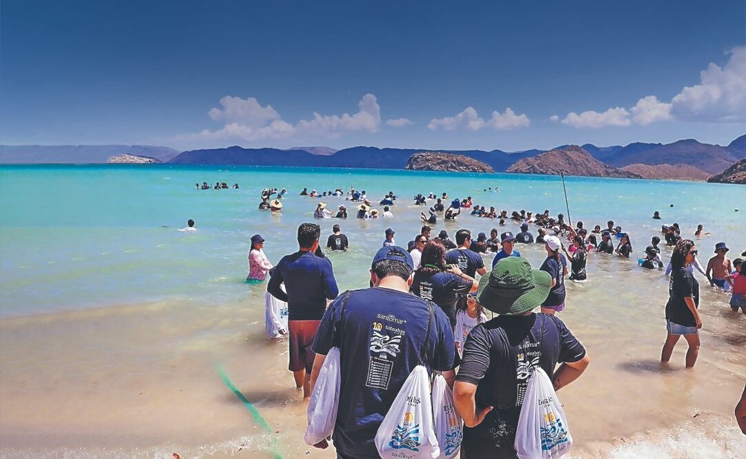 En una década de trabajo conjunto entre expertos y autoridades se liberaron 270 mil crías de esta especie. Foto Especial