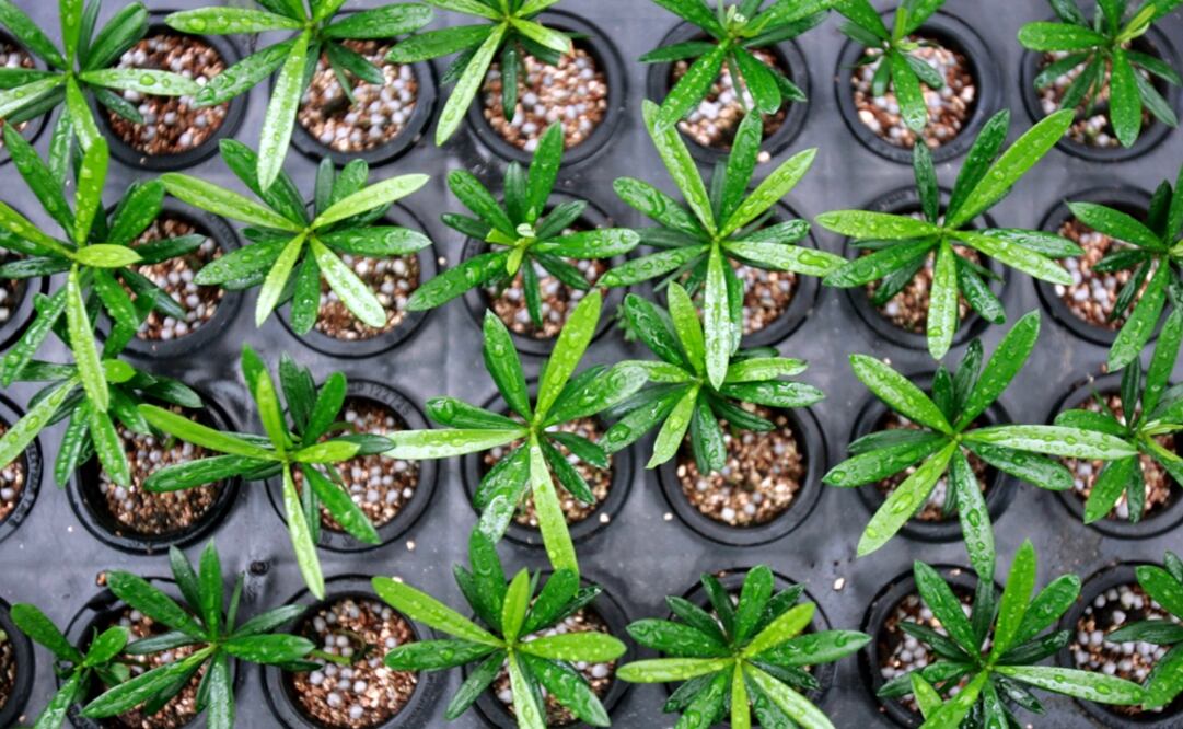 The Mexican regulatory framework is made up of specific instruments, such as the Biosecurity Law of Genetically Modified Organisms (LBOGM) - Photo: Wally Santana/AP