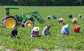 Nuevo revés para Trump; juez declara ilegal el recorte del pago de salarios a agricultores temporales
