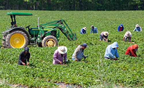 Nuevo revés para Trump; juez declara ilegal el recorte del pago de salarios a agricultores temporales