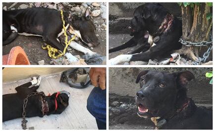 Rescatan a perro en Culiacán; tenía cadena incrustada en el cuello