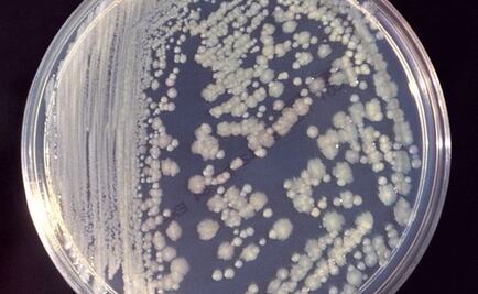 ¿Bacterias en el espacio? Sí, también se adaptan para sobrevivir