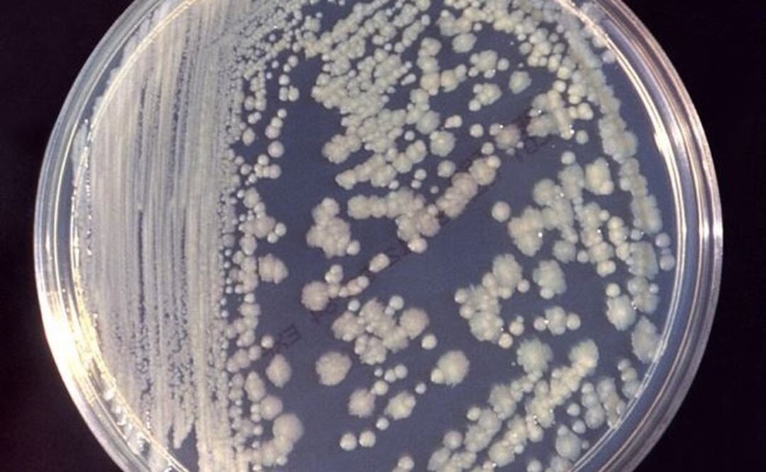 Las bacterias de la Estación Espacial pueden sobrevivir al espacio. Foto: DPA
