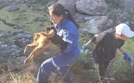 VIDEO. Investigan muerte masiva de animales, en su mayoría perritos en SLP