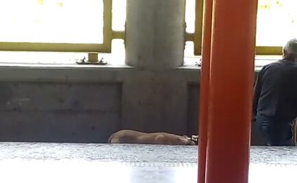 Rescatan a perro de vías en Metro Muzquiz