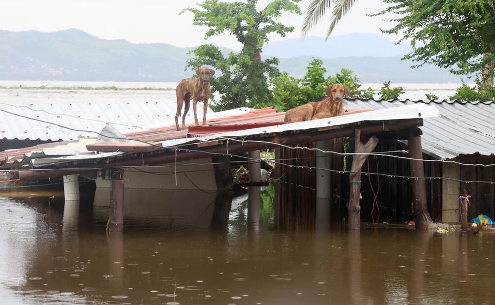 Algunos animales han quedado varados tras el paso del huracán John. Foto: Valente Rosas / EL UNIVERSAL