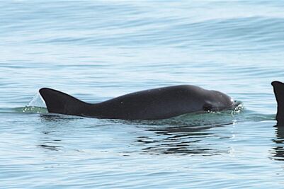 Refuerzan protección a la vaquita marina
