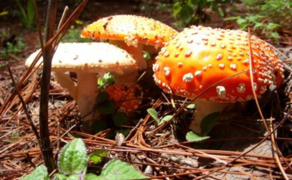Viaje a la maravillosa sierra de Oaxaca