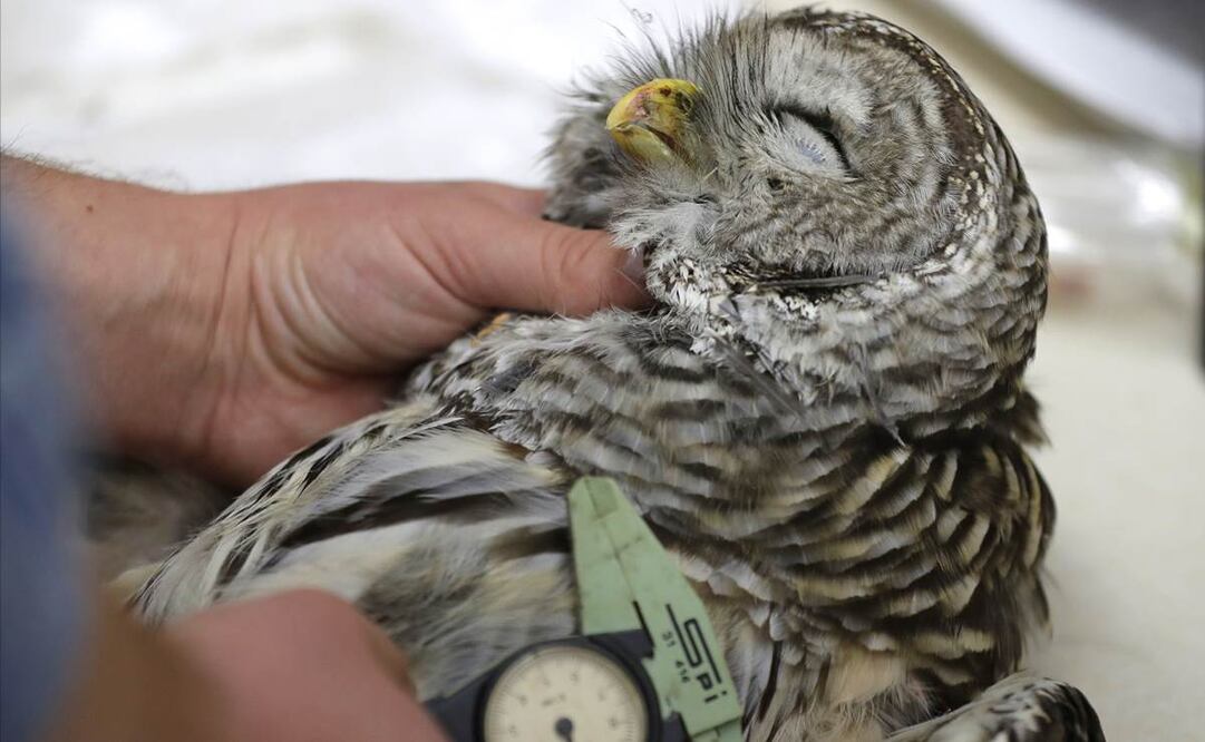 La matanza experimental de búhos listados plantea tantos dilemas morales que cuando fue propuesta por primera vez en el 2012, el servicio de pesca y fauna contrató a un experto en ética para ayudar a decidir si había formas aceptables de hacerlo: AP