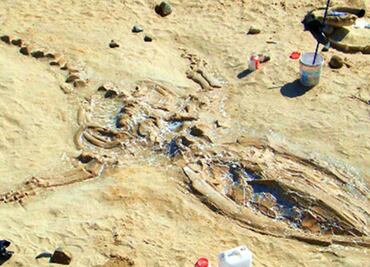 Hallan fósiles de ballenas de hace 40 millones de años