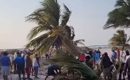 Pobladores realizan tala ilegal de manglar en Sisal, Yucatán; Joaquín Díaz Mena solicita investigar el caso