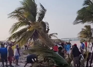 Pobladores realizan tala ilegal de manglar en Sisal, Yucatán; Joaquín Díaz Mena solicita investigar el caso