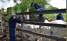 Confirman en Tamaulipas segundo caso de miasis por gusano barrenador; descartan propagación activa