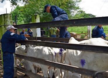 Detectan segundo caso de gusano barrenador en NL