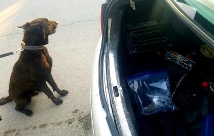 Perro policía detecta heroína oculta en auto en Coahuila