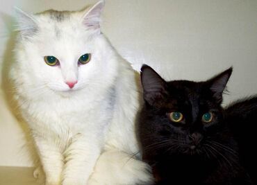 Australia declara "guerra" a los gatos; sacrificará a 2 millones