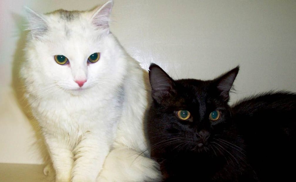 "Es muy importante enfatizar que no es que no nos gusten los gatos", advirtió Hunt, "simplemente no podemos tolerar más el daño que causan a la vida silvestre"   Foto: EFE/Archivo