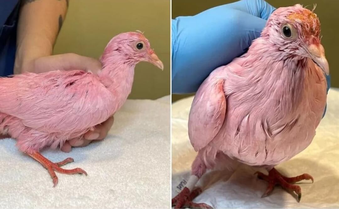 El ave rescatada en Estados Unidos no puede volar FOTO: Facebook: Wild Bird Fund