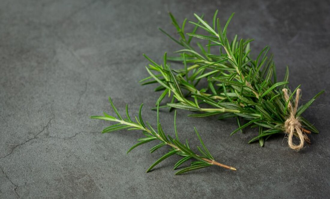 Planta de romero. Fuente: Freepik