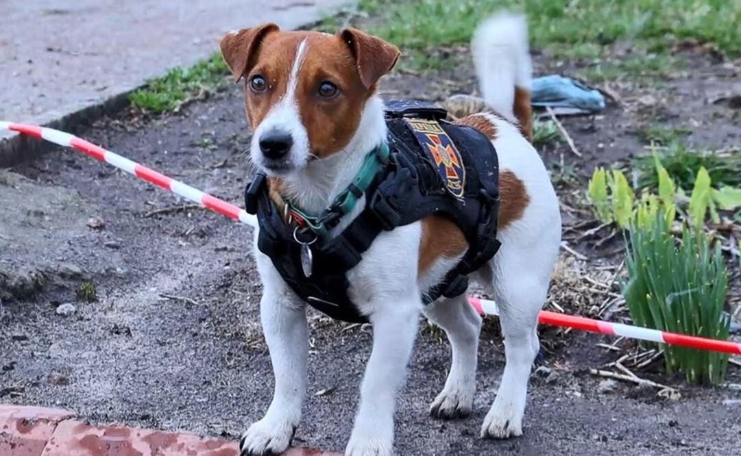 El can fue entrenado desde que tenia seis meses por el equipo de Servicio Estatal de Emergencias para detectar explosivos.  Foto: Twitter @tvtoront