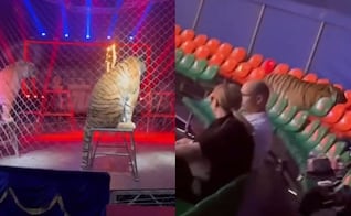 VIDEO: Tigre salta hacia el público en espectáculo de circo en Rusia; el animal fue enjaulado y no hubo víctimas