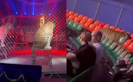 VIDEO: Tigre salta hacia el público en espectáculo de circo en Rusia; el animal fue enjaulado y no hubo víctimas