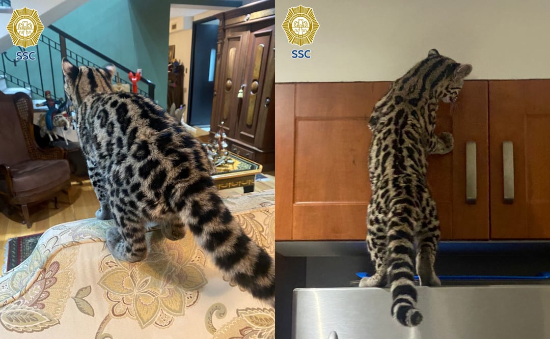 Resguardan gato salvaje en vivienda de Álvaro Obregón; policías lo trasladan a Brigada Animal. Foto: Especial