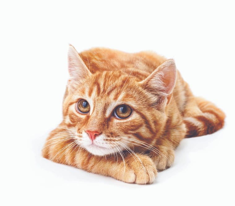 Sus orejas no deben tener olor. La presencia de cerilla es normal, pero sin ser excesiva a simple vista. | Fotos: Istockphoto y Unsplash