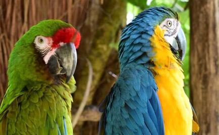 Invaden centro de conservación animal y mantienen secuestrados a ejemplares en Quintana Roo
