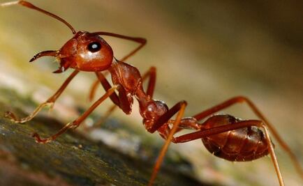 Mexicana colabora en investigación sobre primera hormiga mutante del mundo