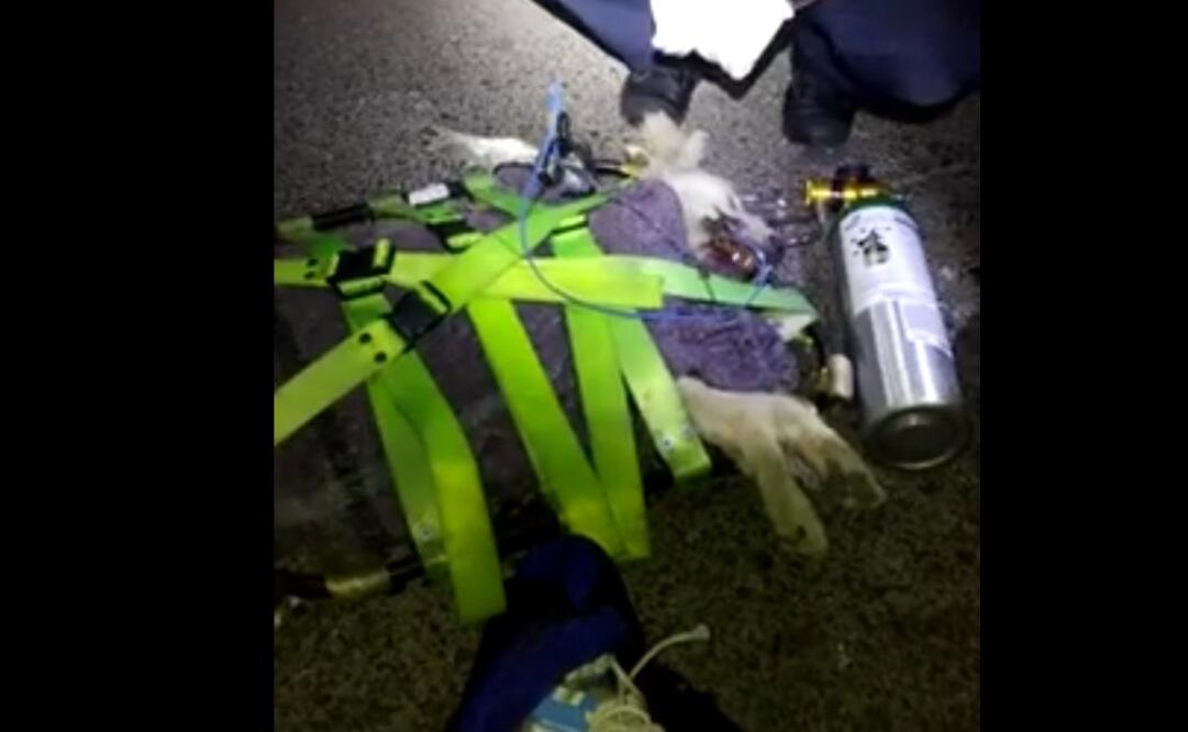 (Foto: Facebook/Unidad de Rescate Animal México)