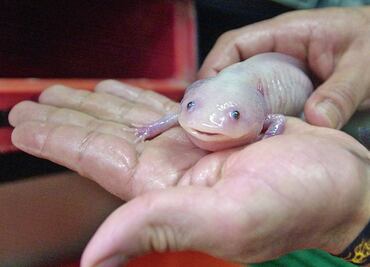 Investigadores impulsan proyecto para salvar al ajolote, icono de México