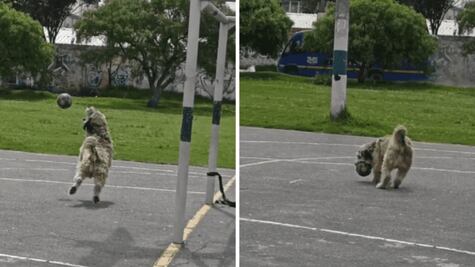 ¡Más de uno lo quiere en su equipo! Perrito demuestra su habilidad para ser portero y se vuelve viral