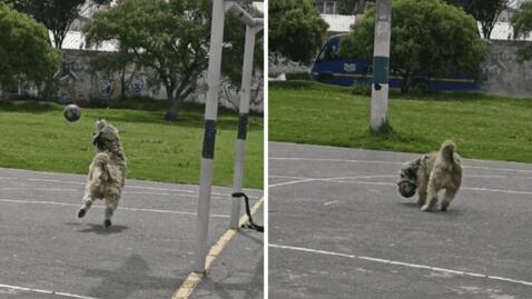 ¡Más de uno lo quiere en su equipo! Perrito demuestra su habilidad para ser portero y se vuelve viral