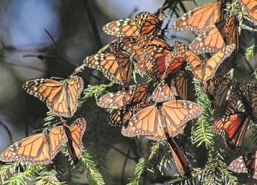 La mariposa monarca migratoria tiene esperanza