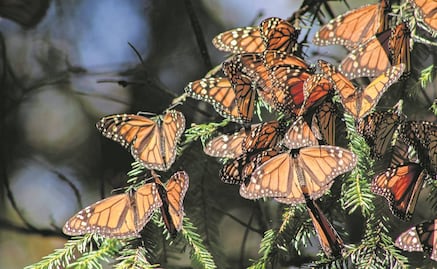 La mariposa monarca migratoria tiene esperanza