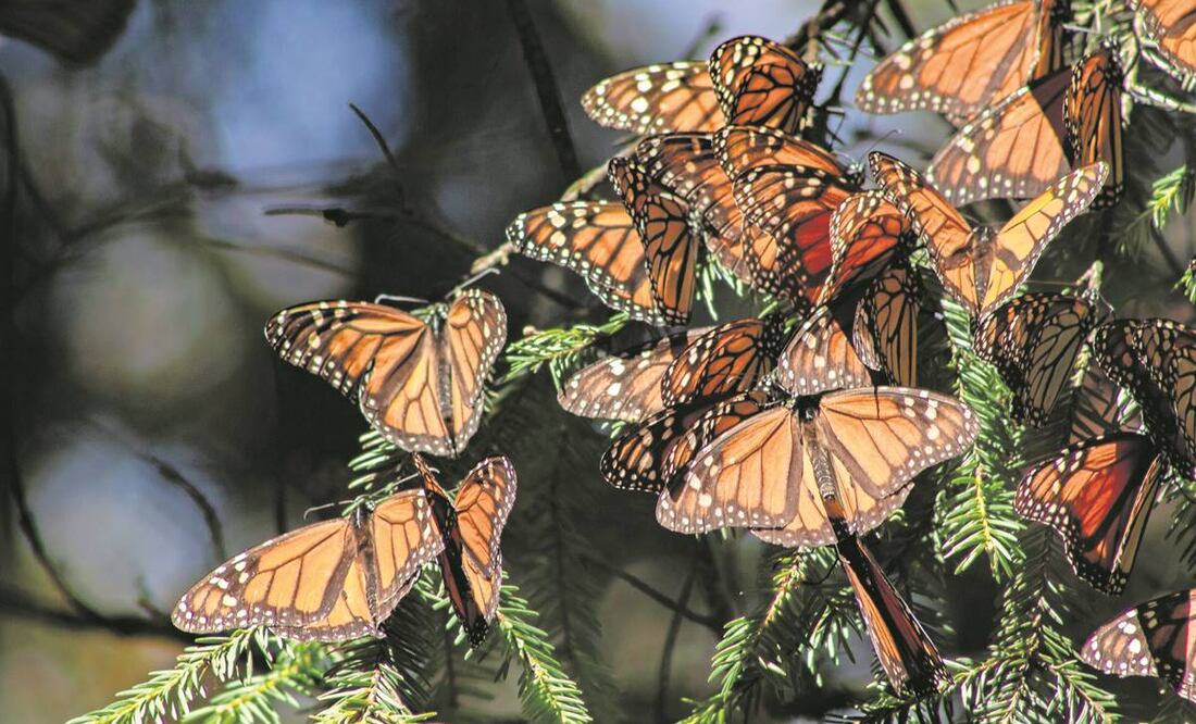 Mariposa monarca. Foto: Archivo/EL UNIVERSAL.