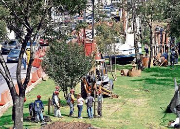 Denuncian intento de tala en Mixcoac