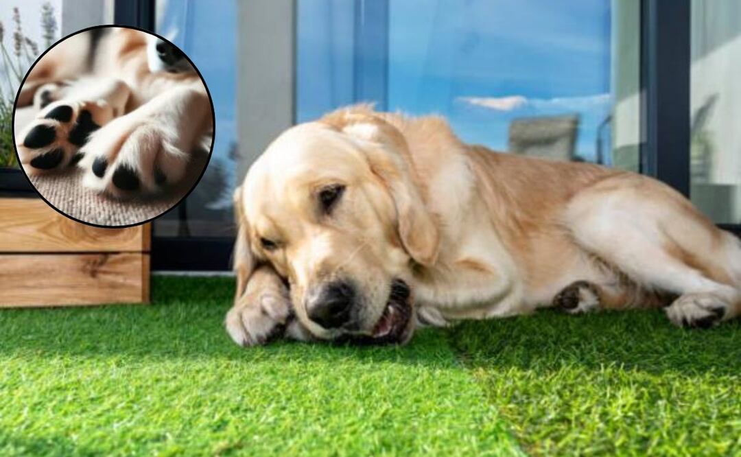 Identifican causas comunes de porque mi perro se muerde las uñas. Fuente: Freepik.