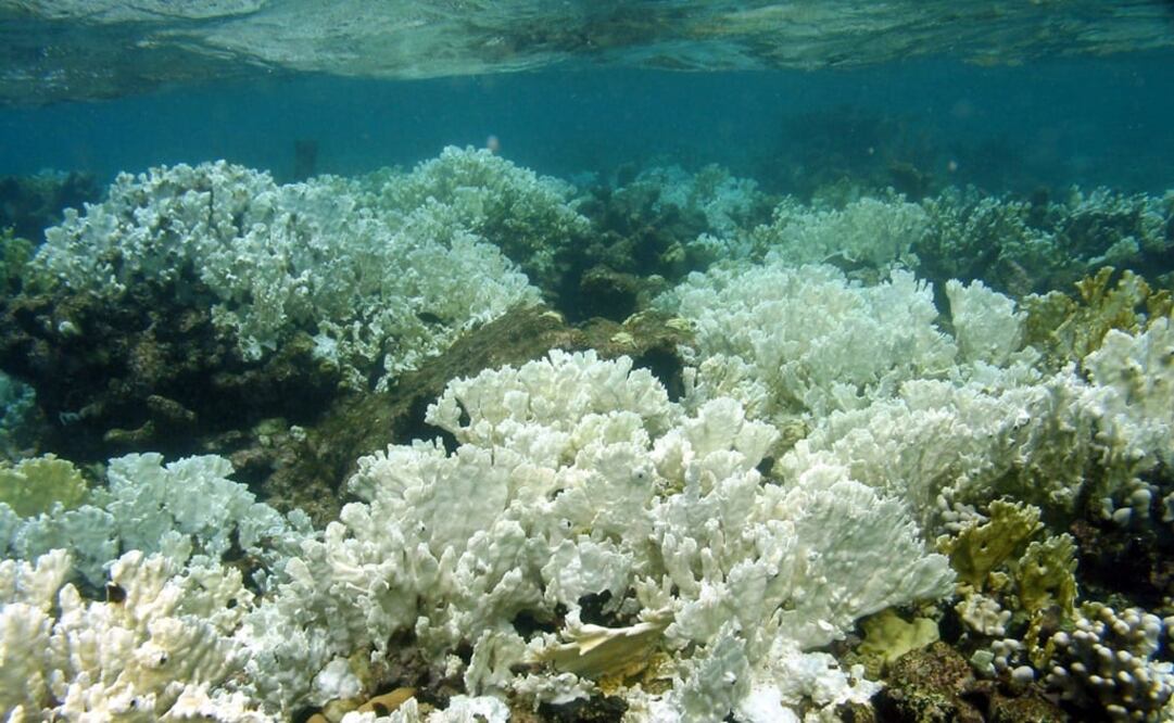 Arrecifes de coral en Puerto Rico/ Fotografía: EL UNIVERSAL