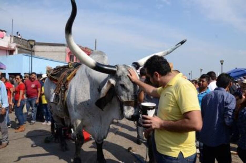 Tras trifulca, pobladores celebran embalse de toros en Tlacotalpan